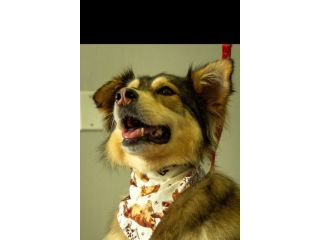 trusted-dog-grooming-port-credit-services-for-every-breed-small-0
