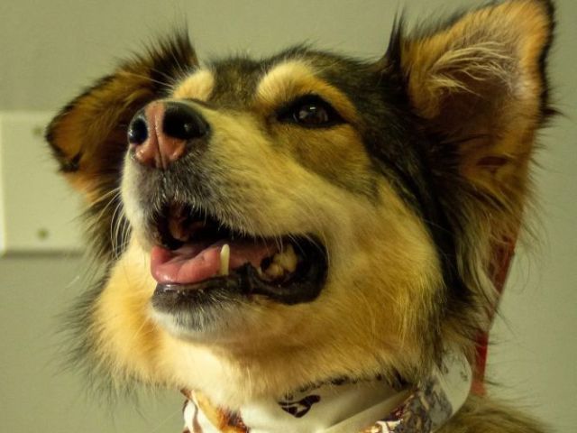 trusted-dog-grooming-port-credit-services-for-every-breed