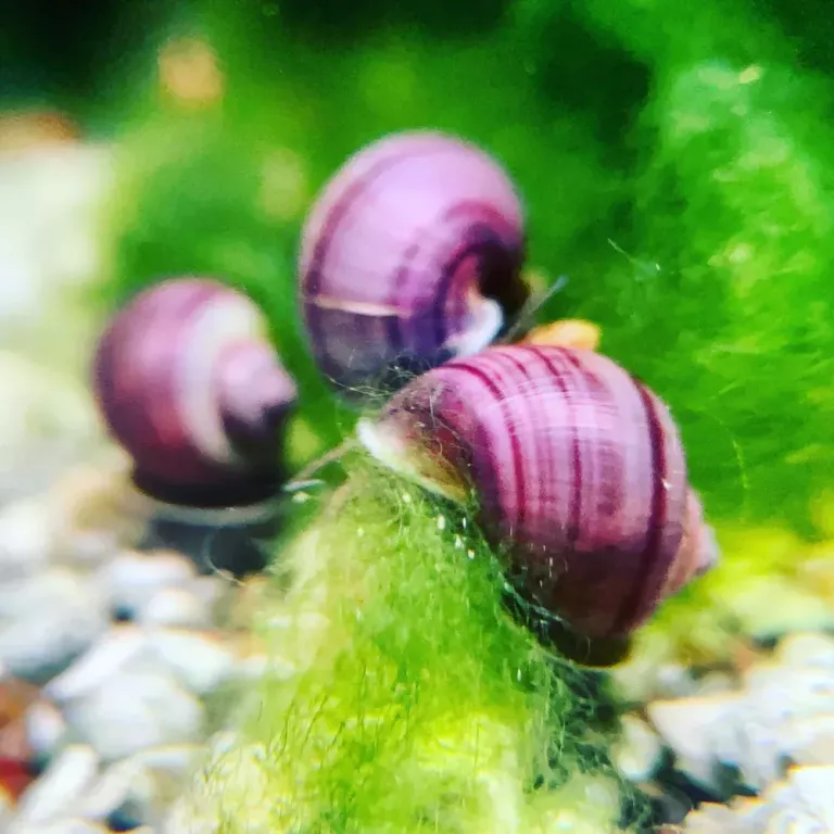 purple-mystery-snail-for-sale-big-0