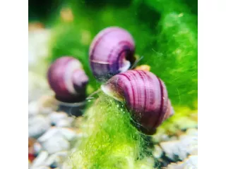 purple-mystery-snail-for-sale-small-0