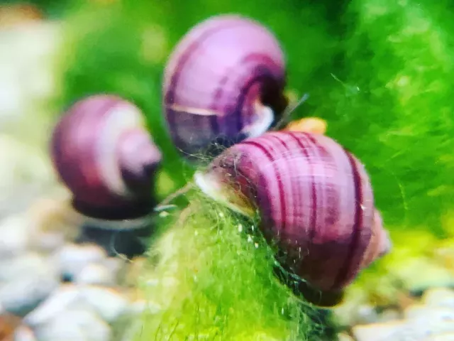 purple-mystery-snail-for-sale