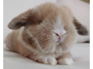 gold-holland-lop-bunnies-for-sale-small-0