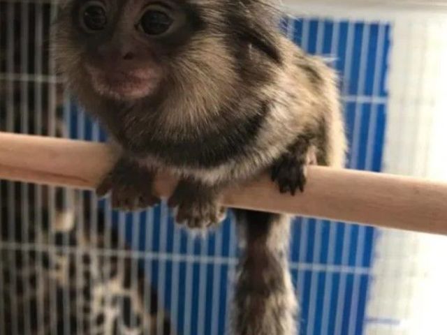 buy-marmoset-monkey-milo-for-sale