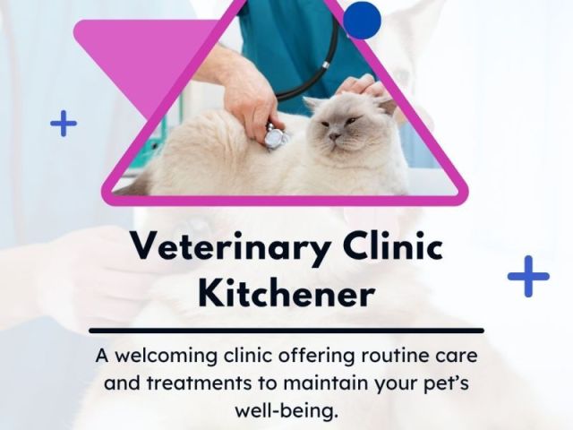affordable-veterinary-clinic-in-kitchener