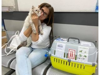 healthy-siberian-kittens-for-sale-small-0