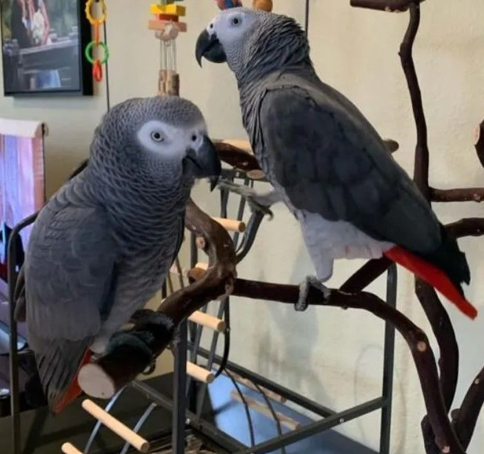 silver-male-skye-female-big-0