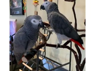 silver-male-skye-female-small-0