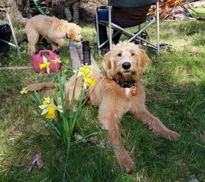 potty-trained-labradoodle-puppies-for-sale-big-0