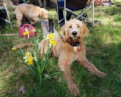 potty-trained-labradoodle-puppies-for-sale