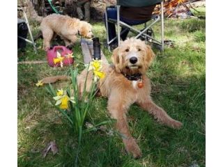 potty-trained-labradoodle-puppies-for-sale-small-0