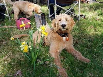 potty-trained-labradoodle-puppies-for-sale