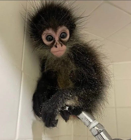 manga-playful-male-spider-monkey-big-0