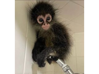 manga-playful-male-spider-monkey-small-0