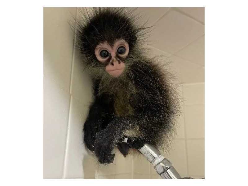 manga-playful-male-spider-monkey-small-0