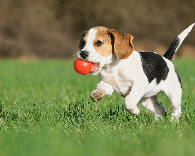 looking-for-dog-grooming-in-north-york