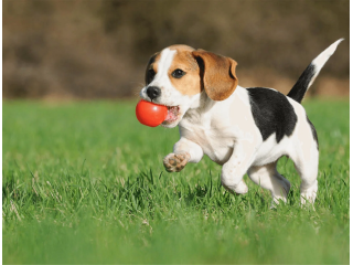 looking-for-dog-grooming-in-north-york-small-0