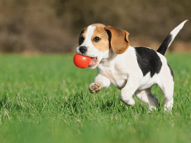 looking-for-dog-grooming-in-north-york