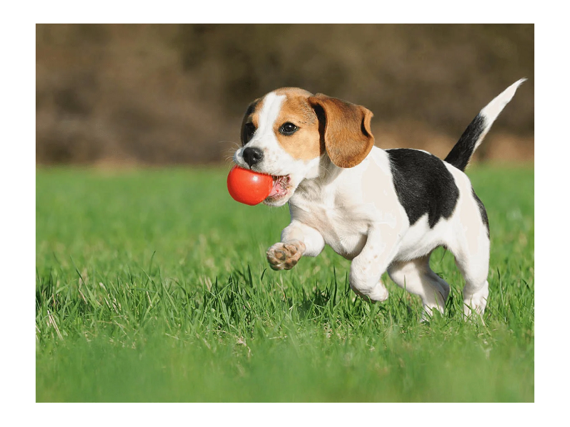 looking-for-dog-grooming-in-north-york-small-0