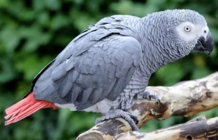 coco-african-grey-parrot-for-sale-big-0