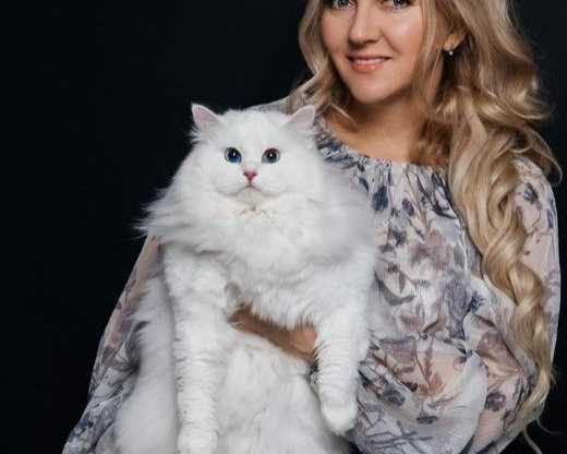 purchase-best-siberian-cats-online