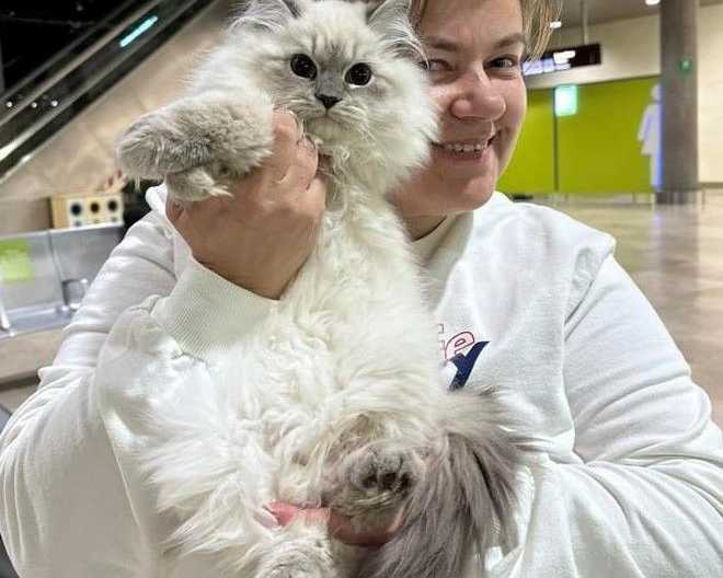 siberian-kitten-who-are-we