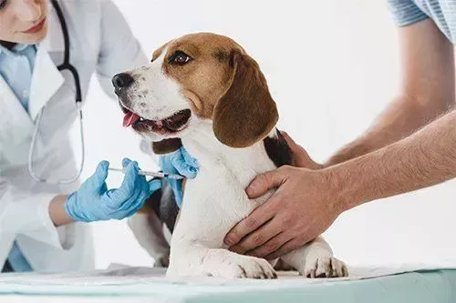 trusted-pet-vaccinations-in-richmond-families-depend-on-big-0