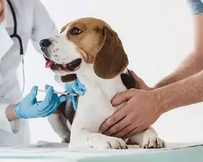 trusted-pet-vaccinations-in-richmond-families-depend-on