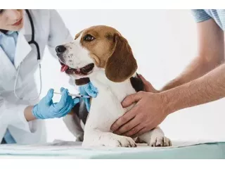 trusted-pet-vaccinations-in-richmond-families-depend-on-small-0