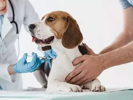 trusted-pet-vaccinations-in-richmond-families-depend-on