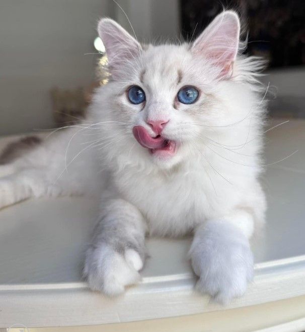 reputable-siberian-breeders-about-becky-big-0