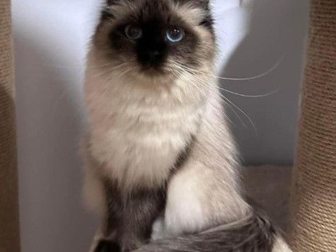 about-dakota-best-siberian-kitten-breeders
