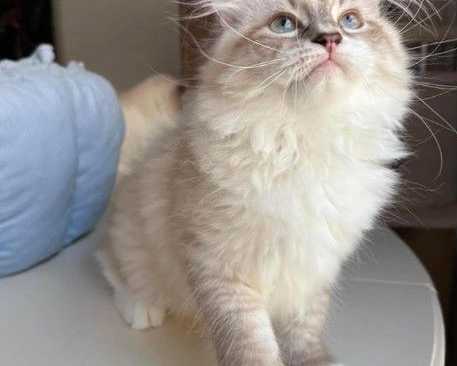 buying-siberian-kittens-online