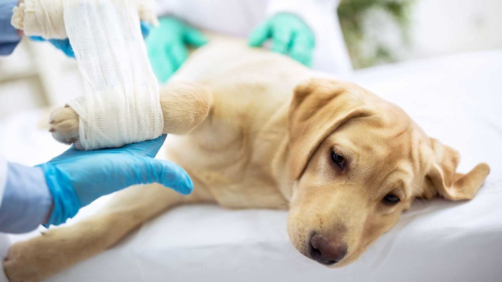 trusted-pet-surgery-in-richmond-bc-big-0