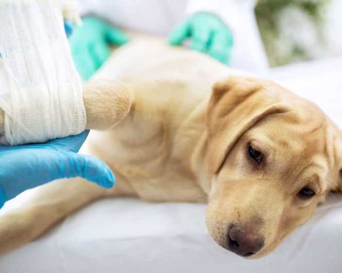 trusted-pet-surgery-in-richmond-bc