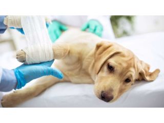 trusted-pet-surgery-in-richmond-bc-small-0