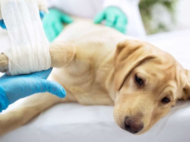 trusted-pet-surgery-in-richmond-bc