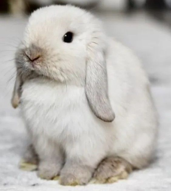 snow-bunnies-for-sale-big-0