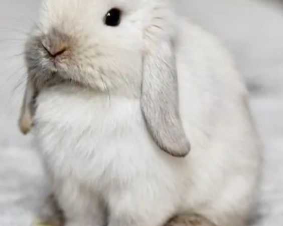 snow-bunnies-for-sale