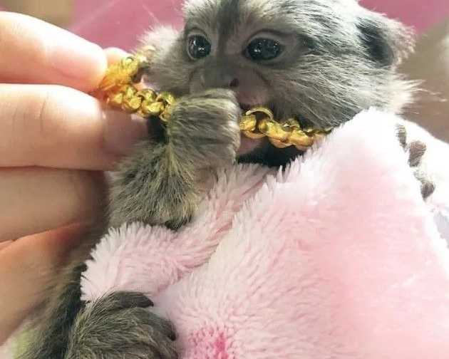 beautiful-pygmy-marmoset-monkey-for-sale