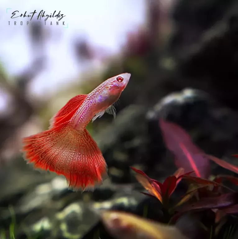freshwater-fish-canada-big-0