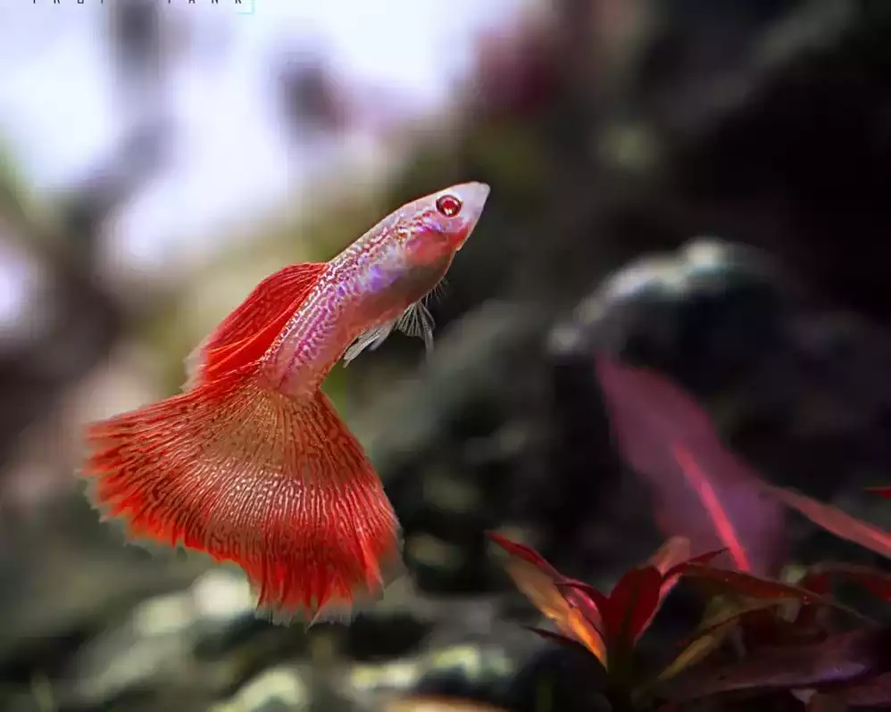 freshwater-fish-canada
