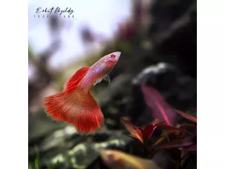 freshwater-fish-canada-small-0