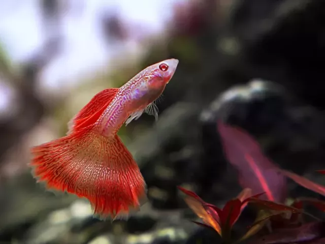 freshwater-fish-canada
