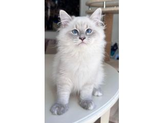 siberian-kittens-for-sale-about-kayla-small-0