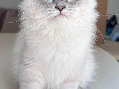 siberian-kittens-for-sale-about-kayla