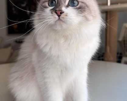 kia-siberian-kitten