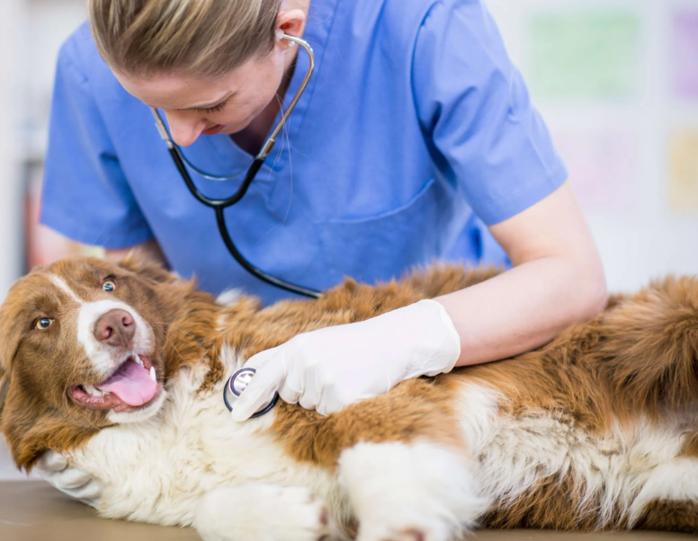247-vancouver-emergency-vet-services-big-0