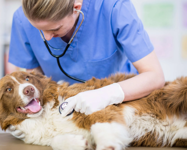 247-vancouver-emergency-vet-services