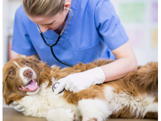 247-vancouver-emergency-vet-services-small-0