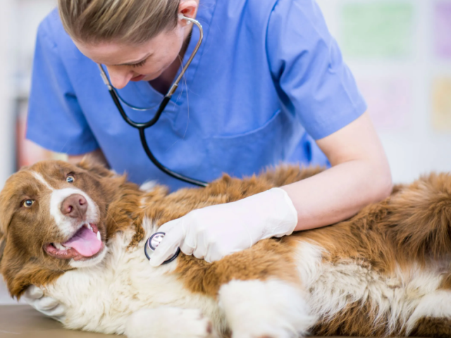 247-vancouver-emergency-vet-services